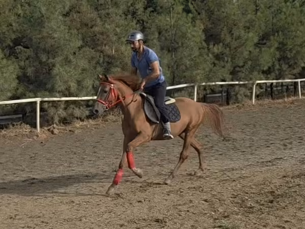 Kůň, Karabakh horse