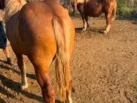 Kuda betina, Hungarian horse breed — foto 1