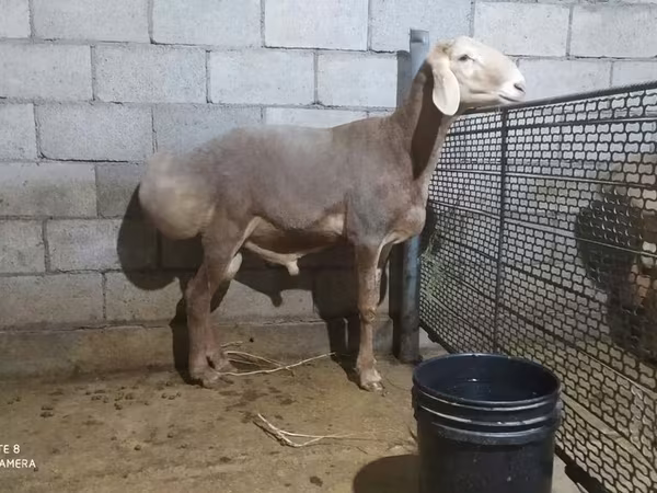 قوچ, Arashan sheep