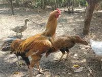 Chickens — 照片 3