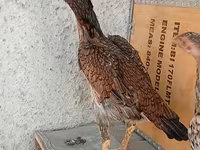 Chickens — عکس 1