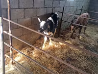 Bou, Rasa Holstein — foto 4