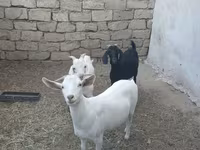 بز (گروه، جنسیت مشخص نشده), بز — عکس 6