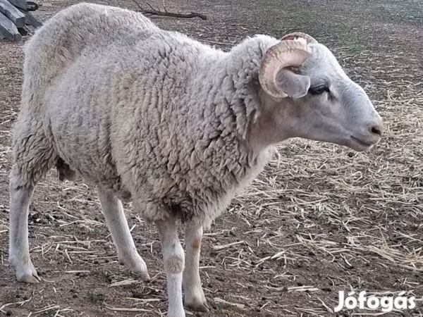 Ovan, Овце