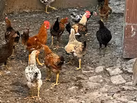 Chickens — foto 2
