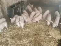 خنزیر (گروپ، جنس مذکور نہیں), سور — تصویر 5