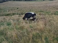 Tehén, Russian Black pied cattle — 2. fotó