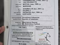 Cal, Akhal-Teke — foto 6