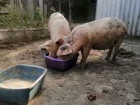 Sow, Pigs — photo 3