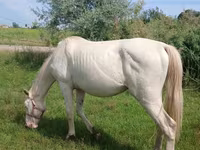 Faras, Akhal-Teke — sawirka 2