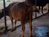 Сиыр, Swiss cattle — 6-сурет