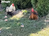 Turkeys — புகைப்படம் 4