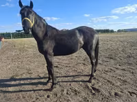 Kůň, Nonius horse — foto 4