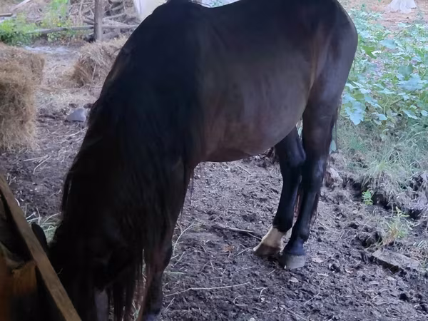 公马, Horses — 摩尔多瓦