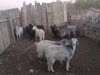 Cabra, Cabras — foto 2