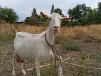 بز ماده, بز — عکس 1