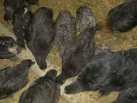Australorp — foto 5