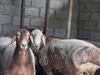 Beran, Arashan sheep — foto 5