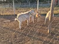 Ямааны ухна, Boer goat — 5 зураг