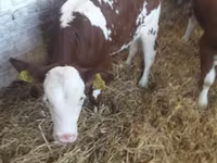 ІҚМ (топ, жынысы көрсетілмеген), Simmental cattle — 8-сурет