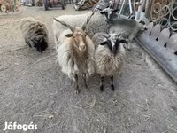 በግ, Sheep — ፎቶ 1