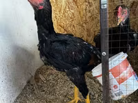 Chickens — fotografija 5