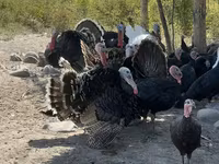 Chickens — zdjęcie 5