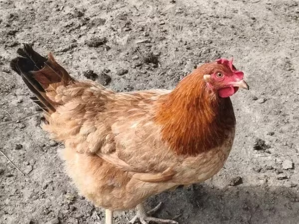 Chickens