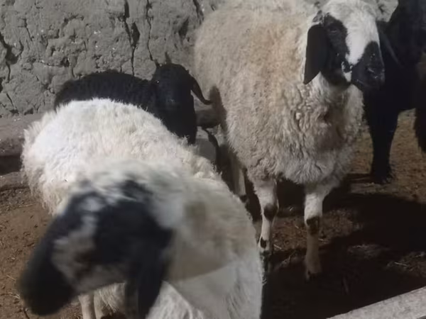 Berbec, Oi