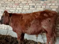 காளை, மாடுகள் — புகைப்படம் 1