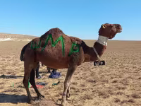 Camello, Arvana camel — foto 1