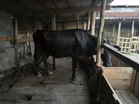 Krava, Swiss cattle — foto 1
