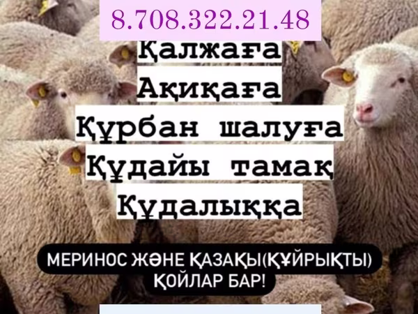 Ovan, Овце