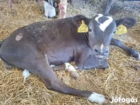 Mucca, Bovini — foto 4