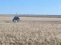 Бээ, Аттын тукумдары — сүрөт 4