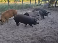 Kanec, Prasata — foto 4