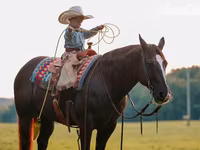 Hingst, Quarter Horse — foto 8