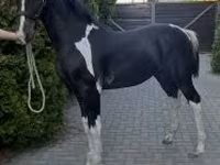 Hingst, Dutch warmblood horse — foto 3