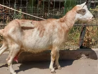 بز ماده, بز — عکس 6
