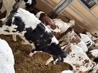 सांड, Russian Black pied cattle — फ़ोटो 2