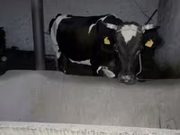 Krava, Russian Black pied cattle — foto 4