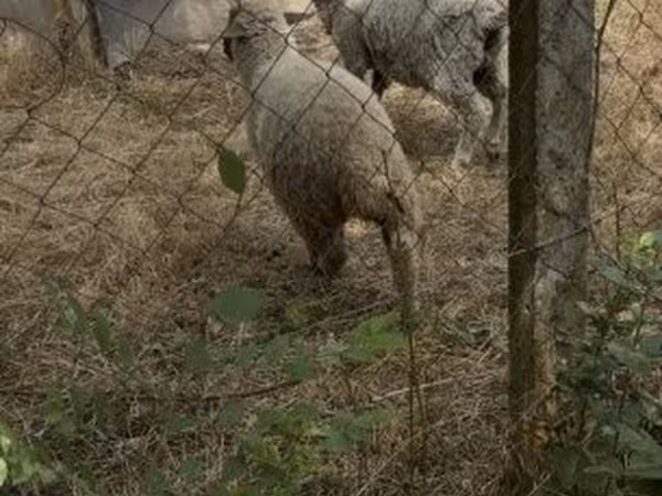 Ram, Sheep — Hungary