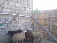 قوچ, گوسفند — عکس 1