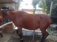 母马, Horses — 照片 6