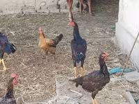 Chickens — foto 4