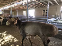 قوچ, Hissar sheep — عکس 3