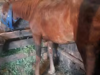 Kobyła, Konie — zdjęcie 2