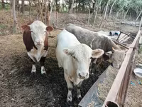 Бух, Simmental cattle — 5 зураг