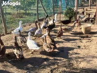 Ducks — عکس 6