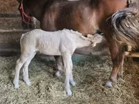 ሴት ፈረስ, Horses — ፎቶ 4